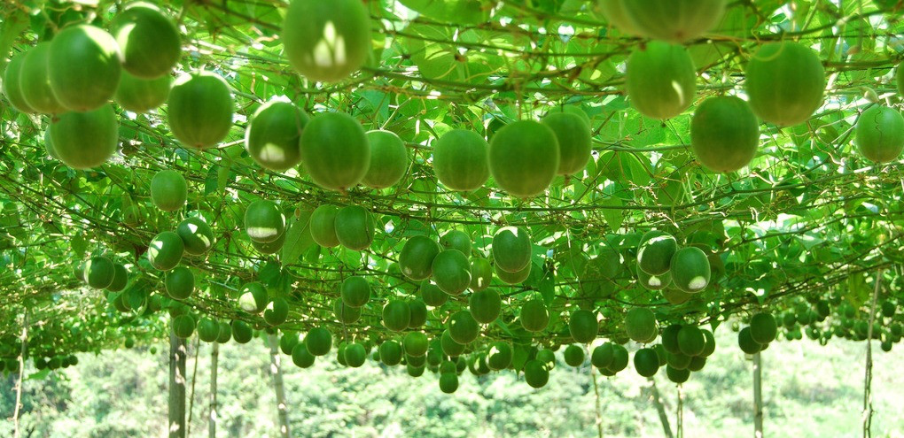 Control the source and create a 10 billion yuan sweet monk fruit industry(pic1)