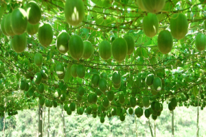 Control the source and create a 10 billion yuan sweet monk fruit industry