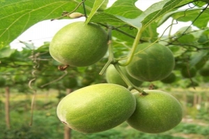 Introduction to China's Monk Fruit Trading Market