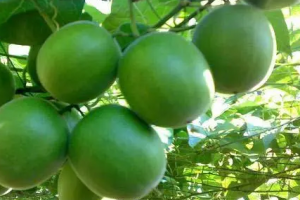 Consumer Preferences for Monk Fruit Extract as a Sweetener