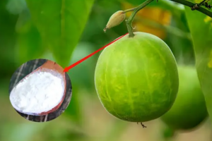 Monk Fruit Extract: A Cost-Effective Sweetener