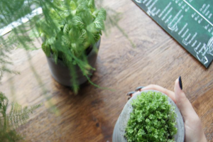 Sweet without the guilt: Stevioside, a healthful option in the age of zero-calorie drinks
