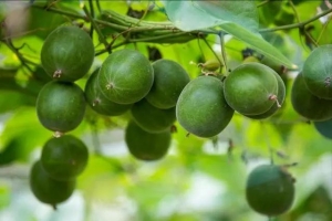 Monk Fruit Extract Gains Traction in the EU: EFSA's Safety Assessment Insights