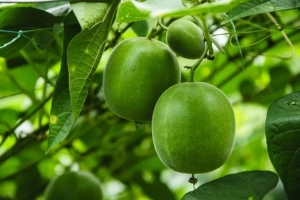 EU Approves Monk Fruit Extract for Use Across Multiple Food Categories