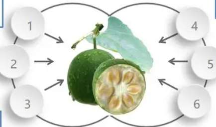 The process of extracting organic monk fruit extract (pic1)