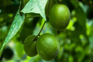Health Canada Approves Monk Fruit Extract as a Natural Sweetener