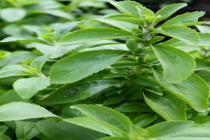 The 2026 Stevia Revolution: Why Rebaudioside M (Reb M) is Dominating the Clean-Label Market